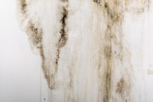 Key Signs You Need Basement Mold Removal