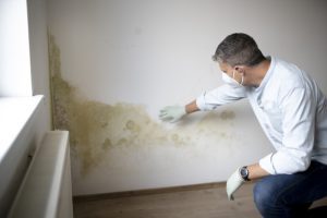 The Real Cost of Skipping Mold Treatment in Your Home